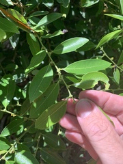 Bridelia leichhardtii