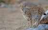 Eurasian Lynx - Photo (c) Christoph Moning, some rights reserved (CC BY), uploaded by Christoph Moning