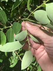 Bridelia leichhardtii