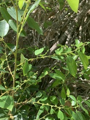 Bridelia leichhardtii