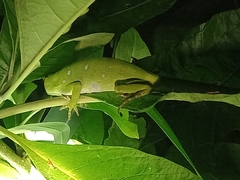 Anolis parvauritus