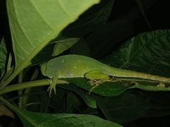 Anolis parvauritus