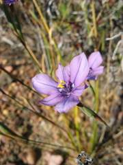 Moraea worcesterensis