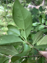 Cyclophyllum coprosmoides