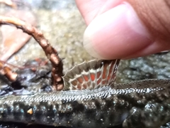 Periophthalmus variabilis