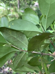 Cyclophyllum coprosmoides