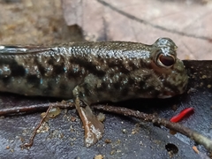 Periophthalmus variabilis