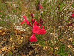 Salvia greggii
