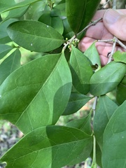 Cyclophyllum coprosmoides