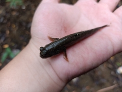 Periophthalmus variabilis