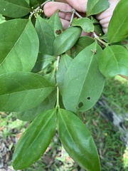 Cyclophyllum coprosmoides