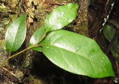 Olea capensis macrocarpa