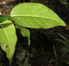 Olea capensis macrocarpa
