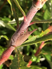 Rentinus dilatatus