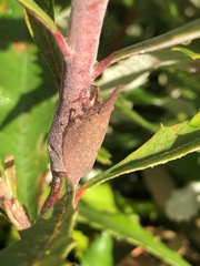 Rentinus dilatatus