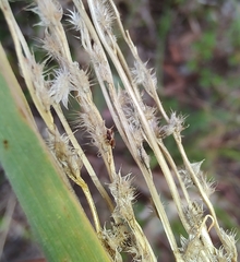 Digitaria ammophila