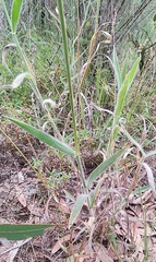 Digitaria ammophila