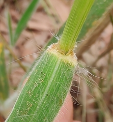 Digitaria ammophila