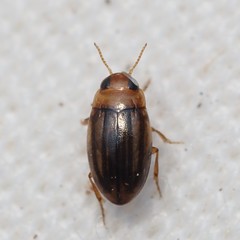 Neobidessus pullus