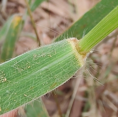 Digitaria ammophila