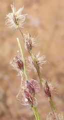 Digitaria ammophila