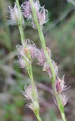 Digitaria ammophila