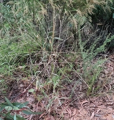 Digitaria ammophila