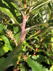 Rentinus dilatatus