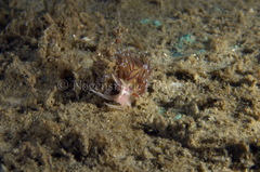 Facelina auriculata