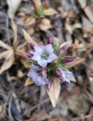 Gentiana cephalantha