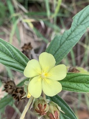 Melhania prostrata