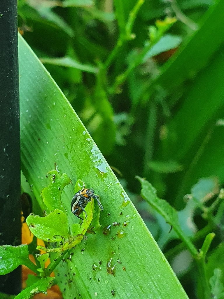 Tobacco Slug Beetle from B1900 La Plata, Provincia de Buenos Aires ...