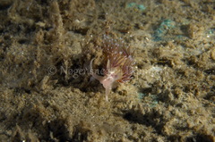 Facelina auriculata