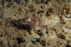 Facelina auriculata