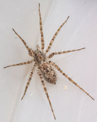 Pardosa sura