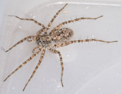 Pardosa sura