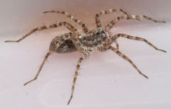Pardosa sura
