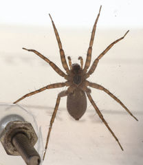 Pardosa sura