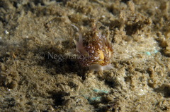 Facelina auriculata
