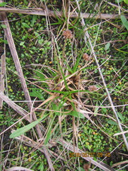 Juncus caespiticius