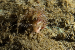Facelina auriculata