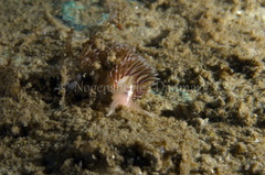 Facelina auriculata
