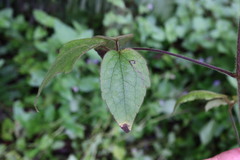 Clematis leschenaultiana