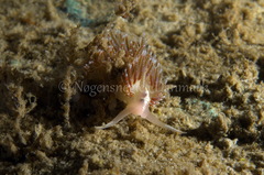 Facelina auriculata