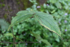Clematis leschenaultiana