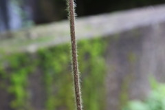 Clematis leschenaultiana