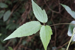 Clematis leschenaultiana