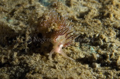 Facelina auriculata