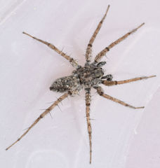 Pardosa sura