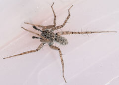 Pardosa sura